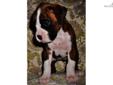 Price: $1100
GUINEVERE IS JUSTTTTT PERFECT!. Meet our precious, beautiful, and one of a kind Miss.Guinevere. Gwen as we call her is one of our exceptional high quality Flashy Mahogany Brindle boxer puppies. She is just so darn cute with perfect markings