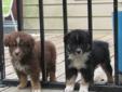 Price: $500
An Out standing Black and White Tri. Will make the perfect addition to your family.
Source: http://www.nextdaypets.com/directory/dogs/91723fba-3021.aspx