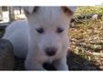 Price: $400
This advertiser is not a subscribing member and asks that you upgrade to view the complete puppy profile for this Siberian Husky, and to view contact information for the advertiser. Upgrade today to receive unlimited access to NextDayPets.com.