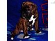 Price: $950
"ARTHUR" is one incredible Boxer boy puppy. This is one VERY LARGE and stout male Boxer puppy with a huge square head and fantastic boning. ARTHUR EXUDES QUALITY AND HAS EVERYTHING WE LOOK FOR IN A BOXER PUPPY. tHIS MALE IS VERY BIG AND LOVES