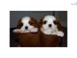 Price: $700
This advertiser is not a subscribing member and asks that you upgrade to view the complete puppy profile for this Cavalier King Charles Spaniel, and to view contact information for the advertiser. Upgrade today to receive unlimited access to