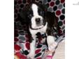 Price: $1500
WOW....."DANIEL" is one incredible Boxer boy puppy! THIS IS ONE SUPER NICE AND STOUT male Boxer puppy with a super square head and great boning. DANIEL EXUDES QUALITY AND HAS EVERYTHING WE LOOK FOR IN A BOXER PUPPY. THIS MALE IS BIG AND LOVES