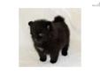 Price: $1350
Tino is an extremely handsome little black boy with just a very tiny dot of white on his chest. Beautiful dark shiny coat with such a sweet face and expression. He is very cuddly and a super sweet little guy. He looks exactly like a baby