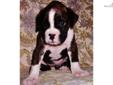 Price: $1150
Love, Love, love, love, love this puppy....This is MARIAN, just the most gorgeous Boxer puppy you could imagine! Marian is one exceptional high quality Flashy Reverse Mahogany Brindle and puppy. She is a blast to hotograph and a blast to look