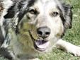 Hey there! I am Kandice. I am a one year old Australian shepherd mix. I have a long coat that is tricolored. Sometimes I act a bit silly, but you know us Aussie shepherds, we love fun and games! My owner brought me and some of my friends to the shelter