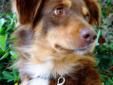 Meet Tawny, a 4-year-old female Australian Shepherd available for adoption through Adopt A New Leash On Life. Sweet and shy, Tawny would very much like to be a lap dog, despite weighing 40 lbs.! lol She is loving and gentle-spirited, and wants nothing
