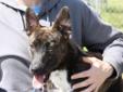 This girl is a 20-25 pounds Cattledog mix. She is about 2 years old. She is happy and active and seems tohave the personality of a herding breed dog. Intake date: 4/9/2012 Lost and stray animals are held at Dekalb Animal Services for five (5) business