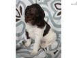 Price: $1950
Moo Cow Doodles Marley Moo & Jubilee Cooper had 6 beautiful Australian Multigen babies on November 29, 2012! Pups will be 35-45 lbs. when grown. Ready to go home the week of January 21st! This little boy has an amazing demeanor with a