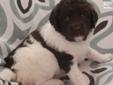 Price: $1950
Moo Cow Doodles Precious Jewel & Jubilee Cooper had 4 beautiful Australian Multigen babies on December 8, 2012! Pups will be 30-40 lbs. when grown. This little girl is SO sweet and has a beautiful straight silk coat! Health testing completed,