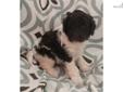 Price: $1950
Moo Cow Doodles Precious Jewel & Jubilee Cooper had 4 beautiful Australian Multigen babies on December 8, 2012! Pups will be 30-40 lbs. when grown. This little girl is calm and gentle and has a beautiful coat! Health testing completed, CKC