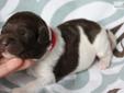Price: $1950
Choco/White Parti Moo Cow Doodles Precious Jewel & Full Australian Mini Choco/White Parti Jubilee Cooper have delivered 4 beautiful Multigen puppies! We have 3 little girls and 1 boy. These babies will be ready to go home the week of January