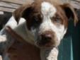 11 week old male mixed breed cutie patootie! These puppies will be well socialized in their foster home and started on house and crate training. Arnie is a blue eyed boy! We are a foster based group and do not have a facility, so meeting pets if by