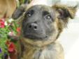 Hi! I am Patterson! Such a long name for such a small dog! I am four months old so I am still a puppy. I will have a little more growing to do before I reach my adult size. I am an Aussie shepherd mix and my coat is brindle striped and my face is black.