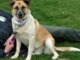 Adoption fee $100.00. Bella is a real beauty and loves a family to call her own! She is 2-1/2 years old and weighs 55-60lbs. Bella is great with children according to her previous home. She is very friendly and loves to play with them. She is house
