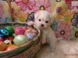 Price: $1400
Avery is an AKC male maltese puppy. He is built very small and is going to be about 4.12 pounds grown. He comes with AKC, vet checked, shots, dewormed, dewclaws done, happy and healthy. He has the short body and legs and is ohh so cute! You