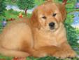 Price: $1250
Sandy is a perfect picture of health and beauty! She has a very loving quiet and yet playful disposition. She will exceed your greatest expectations of a golden and be a puppy that you will be proud to call your own. Her father is OFA, has a