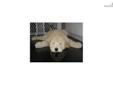 Price: $795
** The main photo is a dog from a previous litter to show how the puppies will look like when grown* F1 Goldendoodle puppies BOTH parents are therapy dogs, The mother is a 45 lb Golden Retriever and the father is a 35 lb Standard Poodle , The