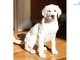 Price: $1000
AKC- OFA- All white LITTER BORN 1-15--13 ....RESERVE YOURS TODAY ... Now accepting deposits as of 2-1-13... Beautiful ALL WHITE pups ... Absolutely Pure solid whites. Call today to reserve the newest upcoming litter of all whites 864-490-1876