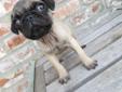 Price: $800
THIS GUY IS ALL PERSONALITY, HE IS CONSIDERED A BLUE FAWN IN COLORING, HE IS CKC REGISTERED, MICROCHIPPED AND CURRENT ON HIS VACCINATIONS. PUGS ARE EXCELLENT LITTLE WATCH DOGS, A BIT ON THE SMALL SIDE BUT NOT TIMID IN CHARACTER. STOP BY TO
