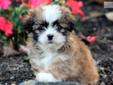 Price: $595
This is one cute and fluffy Shih Tzu puppy. He is ACA registered, vet checked, vaccinated, wormed and health guaranteed. This puppy is frisky and super mischievous. He loves to explore! His date of birth is July 12th. This cutie pie will not