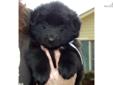Price: $1000
This advertiser is not a subscribing member and asks that you upgrade to view the complete puppy profile for this Belgian Sheepdog, and to view contact information for the advertiser. Upgrade today to receive unlimited access to