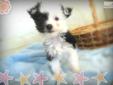 Price: $550
Baby is a Chinese Crested Powder Puff which is a small breed that is known for its distinct appearance and personality! The Powder Puff Chinese Crested has a thick double coat with a very soft, silky topcoat. This breed is very playful,