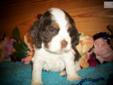 Price: $750
THIS IS A TRI COLORED COCKER SPANIEL HE IS VERY UNUSAL IN HIS COLOR..HE IS UP TO DATE ON ALL SHOTS AND WORMINGS...HE IS POTTY TRAINED TO A PUPPY PAD...HE IS A INSIDE PUPPY...LOVES TO LAY IN MY LAP...I DO NOT OWN A KENNEL HE IS FROM MY OWN
