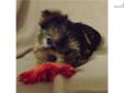 Price: $1000
This little AKC/APR Yorkie is very curious and a lot of fun. She has a big personality and is cute as can be. To my best estimate, she will grow to be around 7-8 pounds. She will be small, not tiny but a perfect size for a young family or one