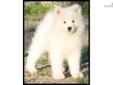 Price: $1500
This advertiser is not a subscribing member and asks that you upgrade to view the complete puppy profile for this Samoyed, and to view contact information for the advertiser. Upgrade today to receive unlimited access to NextDayPets.com. Your