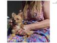 Price: $127500
This advertiser is not a subscribing member and asks that you upgrade to view the complete puppy profile for this Chihuahua, and to view contact information for the advertiser. Upgrade today to receive unlimited access to NextDayPets.com.