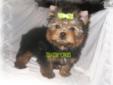 Price: $1699
This tiny boy is GORGEOUS! He has the prettiest little babydoll face. He has pretty eyes, and a small button nose. He has a sweet, playful personality. He is expected to weigh 3 1/2 - 4 lbs. when mature. His father weighs 3 lbs. and his