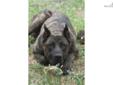 Price: $600
This advertiser is not a subscribing member and asks that you upgrade to view the complete puppy profile for this Cane Corso Mastiff, and to view contact information for the advertiser. Upgrade today to receive unlimited access to