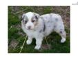 Price: $850
Bailey is a lovely blue merle female that was born 2-24-13. She is champion sired and eligible for AKC, ASCA, and UKC registration. She is an energetic outgoing little lady. Health checks and vacinations are up to date. Training has been