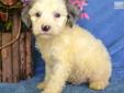 Price: $400
SPAYED or NEUTERED ALL pups are fixed before they leave the farm.....We have the most darling little Shih Tzu and Poodle mix pup... Both parents are here on our farm. Parents are triple registered AKC/ACA/APRI. We have pups that are cute as