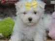 Price: $1495
The Maltese is considered to be the oldest of the European Toy breeds. Nobles, royals, and aristocracy favored them. They are very well mannered and affectionate. The Maltese displays a graceful and regal demeanor. Character The Maltese