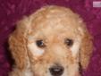 Price: $1200
Are you ready for the cutest and sweetest puppy you will ever meet? Bambi is an amazing little boy. She has a super soft fleece coat with a loose curl that will be very low to non-shedding. She is a 3rd generation Goldendoodle with beautiful