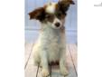 Price: $425
AKC-This sweet little Papillon is very sociable. There is a little comedian in him too! He is sure to bring much joy into your life. AKC, Health Guarantee, microchip, current vaccines and worming, new puppy kit. 402-314-9792 Will be ready to