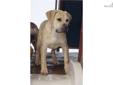 Price: $1000
This advertiser is not a subscribing member and asks that you upgrade to view the complete puppy profile for this South African Boerboel, and to view contact information for the advertiser. Upgrade today to receive unlimited access to