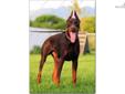 Price: $2500
Soraya is a daughter of legendary Fedor del Nasi and produces pups that are powerfully built, driven and stable. Crossed to Nike we are bringing together a great line breeding on Baron Nike Renewal the best red Doberman of all time. This is a