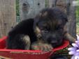 Price: $600
Beautiful! These little ones will be ready to go at 8 wks old and can be shipped by ground or air. Our German Shepherds are large ,most will weigh in at 100+ at 3 yrs old. We have American and German Bloodlines. They will be up to date on all
