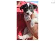 Price: $300
This advertiser is not a subscribing member and asks that you upgrade to view the complete puppy profile for this Jack Russell Terrier, and to view contact information for the advertiser. Upgrade today to receive unlimited access to