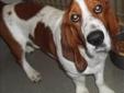 Primary Color: Red Secondary Color: White Weight: 40 Age: 1yrs 6mths 0wks Animal has been Neutered Please visit our website at http://www.petfinder.com/petdetail/22784949