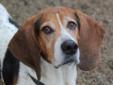 More about Droopy Pet ID: 36345 ? Spayed/Neutered ? Up-to-date with routine shots ? Primary color: Tricolor (Brown, Black & White) ? Coat length: Short Droopy's Contact Info Humane Society for Hamilton County , Noblesville, IN (317)773-4974 Email Humane
