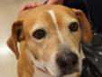 Dora will be at the Full Circle Bookstore on NW Expressway on Wed. April 11th from 5:00pm - 8:00pm for a special adoption event. I am an 8 year old Bassett Hound mix. I showed up at my rescue mom?s house dragging a huge chain that was embedded in my neck.