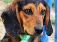 Dukie is a one-and-a-half-year-old beagle/basset mix. He is a very friendly boy. He is good with his kennelmate, calm with new dogs and he loves people. Lean over to tell him hello and he'll give you a kiss on the nose. Dukie is easy-going and sweet. The