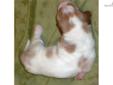 Price: $500
This advertiser is not a subscribing member and asks that you upgrade to view the complete puppy profile for this Basset Hound, and to view contact information for the advertiser. Upgrade today to receive unlimited access to NextDayPets.com.