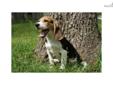 Price: $500
AKC Beagle female - tri color - born 2-17-13. This is an absolute sweetheart pup. Very friendly and playful. This girl has been raised with kids, cats and other dogs. She will come current on vaccinations and wormings, health guaranteed. This