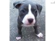 Price: $800
This advertiser is not a subscribing member and asks that you upgrade to view the complete puppy profile for this American Pit Bull Terrier, and to view contact information for the advertiser. Upgrade today to receive unlimited access to