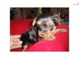 Price: $850
This advertiser is not a subscribing member and asks that you upgrade to view the complete puppy profile for this Yorkshire Terrier - Yorkie, and to view contact information for the advertiser. Upgrade today to receive unlimited access to