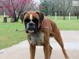 Price: $1800
(EURO) EXPECTED AROUND JUNE 2013. AVAILABLE AROUND MID TO LATE JULY.FULL AKC REGISTRATION. SIRE IS MY EURO IMPORT FROM CHRIS BOXER KENNELS. HE IS OFF OF CH VANBOKS ELLOU AND CH KREKKER NELLI. DAM IS OFF OF UKC-CH ROBY'S KING OF HEARTS AND